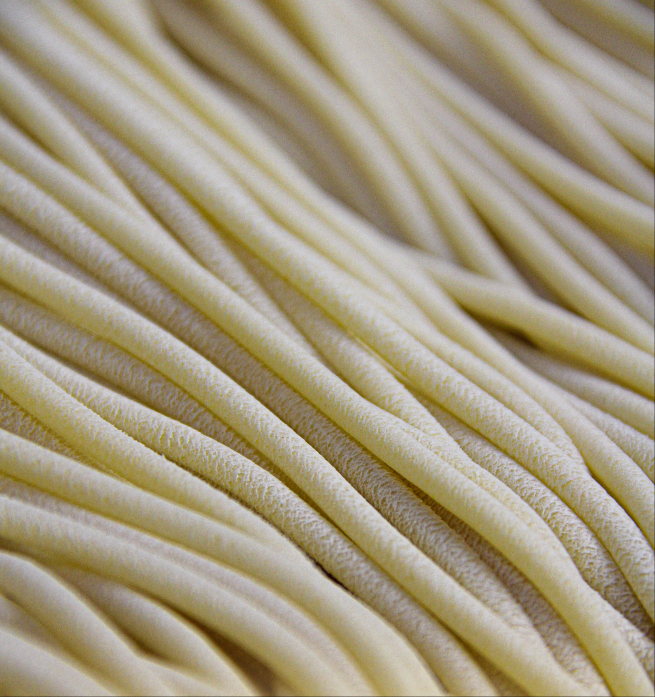 Box Gourmet Pasta fresca artigianale ripiena e non ( 10 confezioni) kg 5